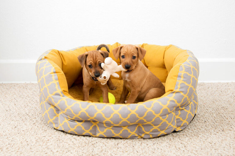 9 benefits of getting dogs a good bed